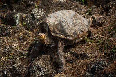 Close-up of giant tortoise on rock