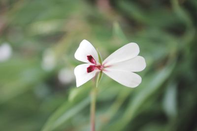 Close-up of white flower blooming outdoors