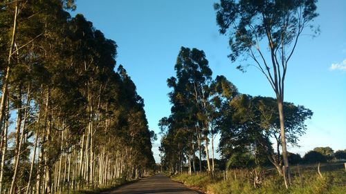 Low angle view of trees against clear sky