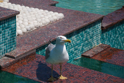 Seagull perching on swimming pool