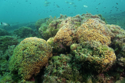 Cushion coral reef on mljet island, croatia