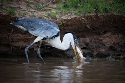 High angle view of gray heron in water