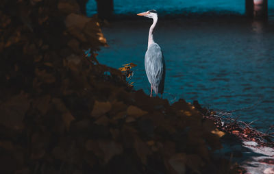 View of birds on rock at beach