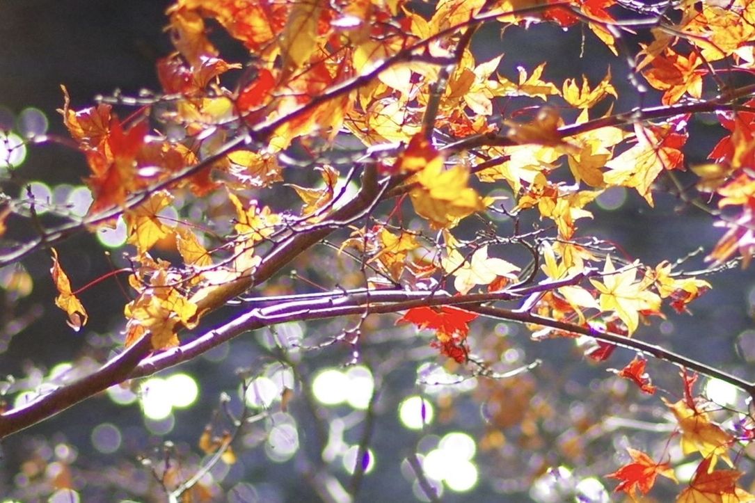 LOW ANGLE VIEW OF AUTUMNAL TREE