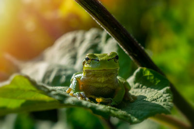 Close-up of frog on leaf