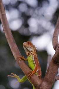 Close-up of a lizard on tree