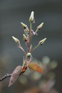 Close-up of flower buds