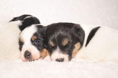 Close-up of a dog resting