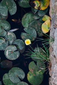 Close-up of plants growing in water