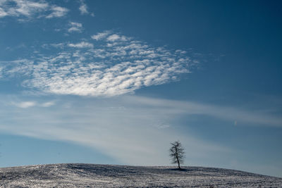 Scenic view of field against sky during winter with lonly tree