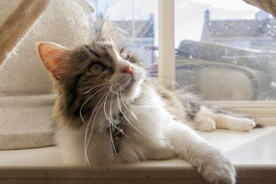 Close-up portrait of a cat