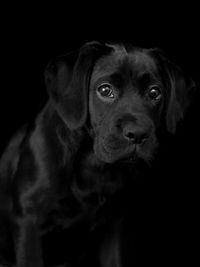 Close-up portrait of dog