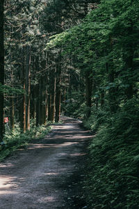 View of trees in forest