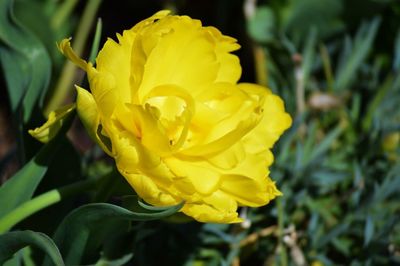 Close-up of yellow flower