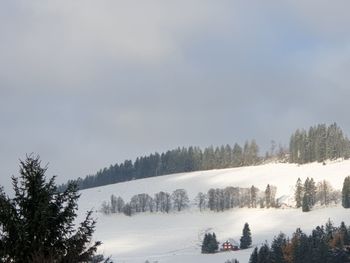 Panoramic view of pine trees during winter against sky