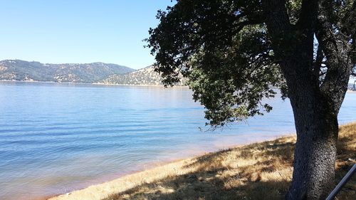 Scenic view of tree by mountains against clear sky