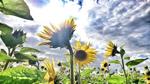 Low angle view of flowers against sky