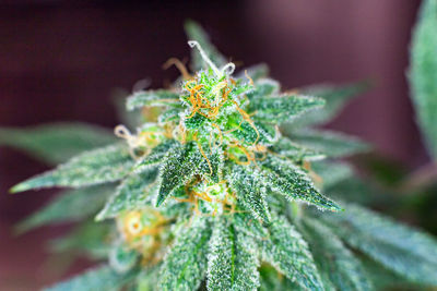 Close-up of plant