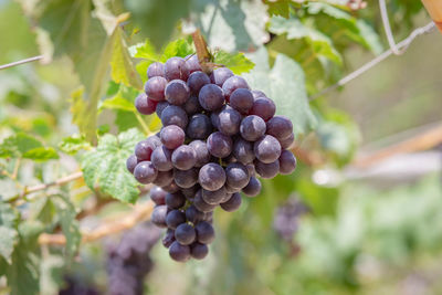 Close-up of grapes growing in vineyard