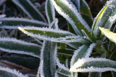 Close-up of frozen plant during winter