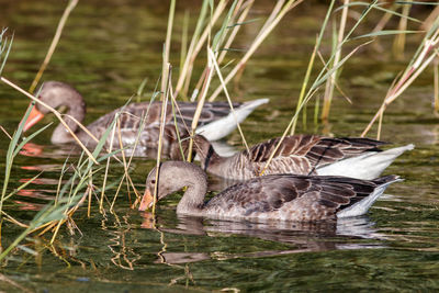 Birds in lake