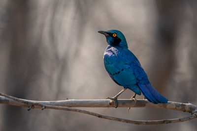 Close-up of bird perching on branch