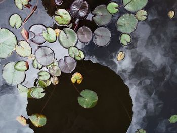 High angle view of plants floating on water