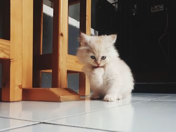 Portrait of cat sitting on table at home