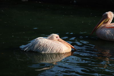 Duck swimming in lake