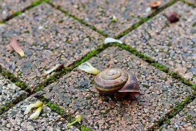 High angle view of snail on footpath