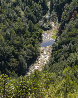 High angle view of trees in forest