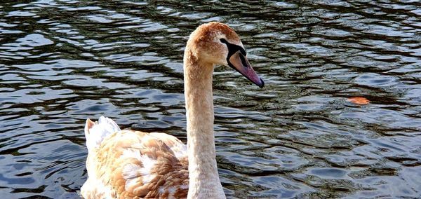 Swan floating on lake