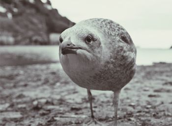 Close-up portrait of seagull on land