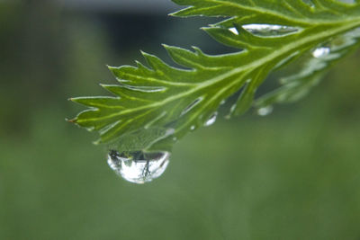 Close-up of water drop on leaf