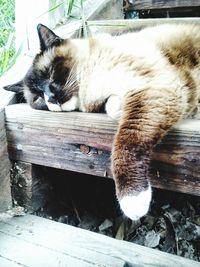 Cat sleeping on bed