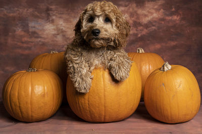 High angle view of portrait of a pumpkin