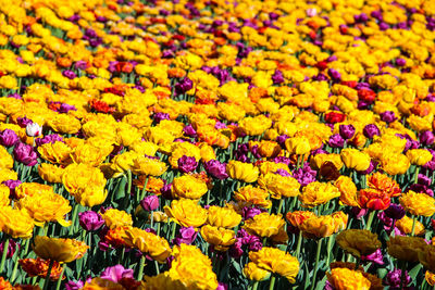 Full frame shot of yellow flowering plants