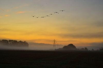 Silhouette birds on field against sky during sunset