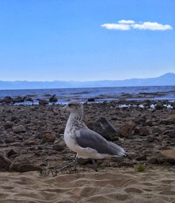 Bird perching on beach against clear sky