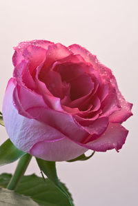 Close-up of pink rose