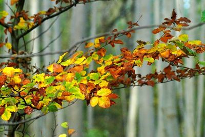 Close-up of leaves on tree
