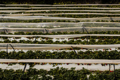 High angle view of trees growing on field