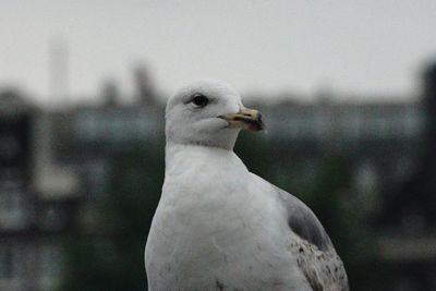 Close-up of seagull perching