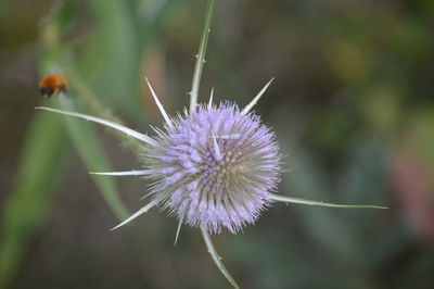 Close-up of purple thistle flower