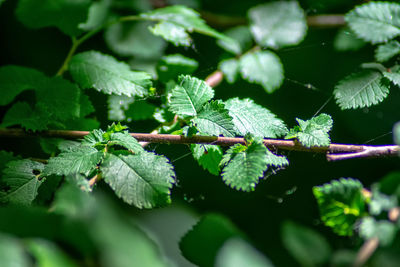 Close-up of fresh green leaves