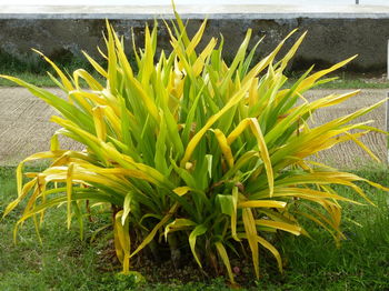 Close-up of plants growing on field