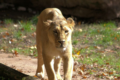 Lioness standing on field