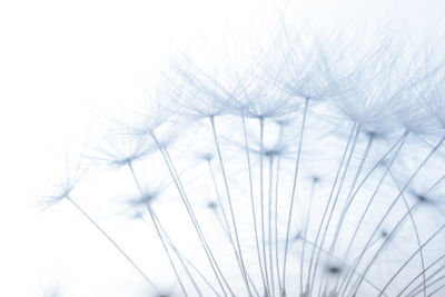 Close-up of dandelion seeds against white background
