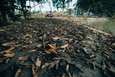 Surface level of dry leaves on road