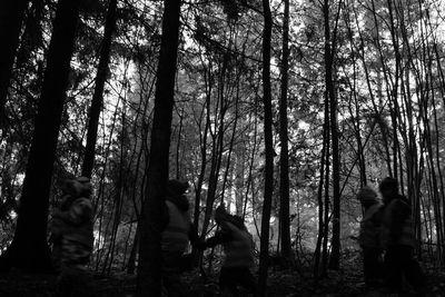 Trees in forest